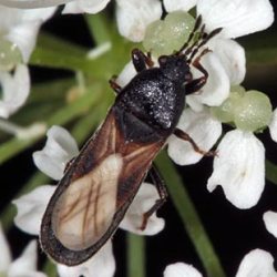 Dimorphopterus spinolae